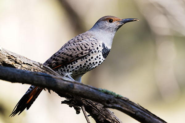 Northern Flicker, Red-shafted Colaptes auratus