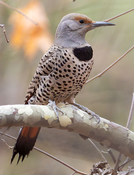 Northern Flicker, Red-shafted Colaptes auratus