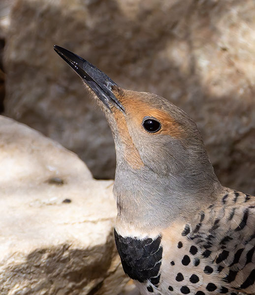 Northern Flicker, Red-shafted Colaptes auratus