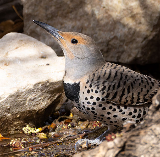 Northern Flicker, Red-shafted Colaptes auratus