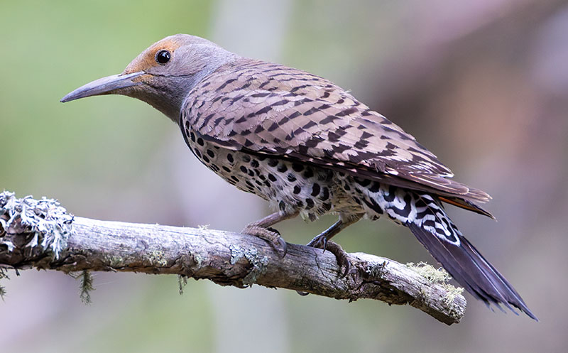 Northern Flicker, Red-shafted Colaptes auratus