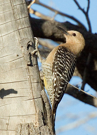 Gila Woodpecker Melanerpes uropygialis 