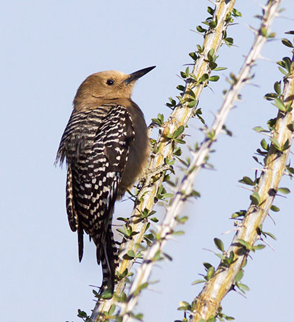 Gila Woodpecker Melanerpes uropygialis 