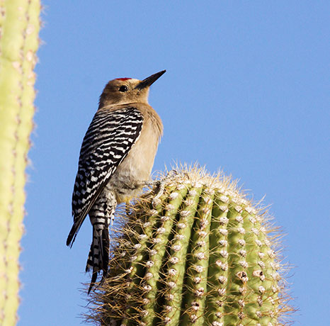 Gila Woodpecker Melanerpes uropygialis 
