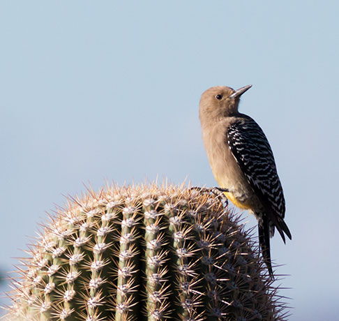Gila Woodpecker Melanerpes uropygialis 