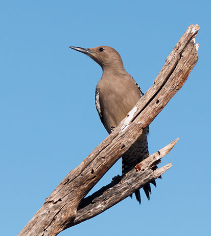Gila Woodpecker Melanerpes uropygialis 