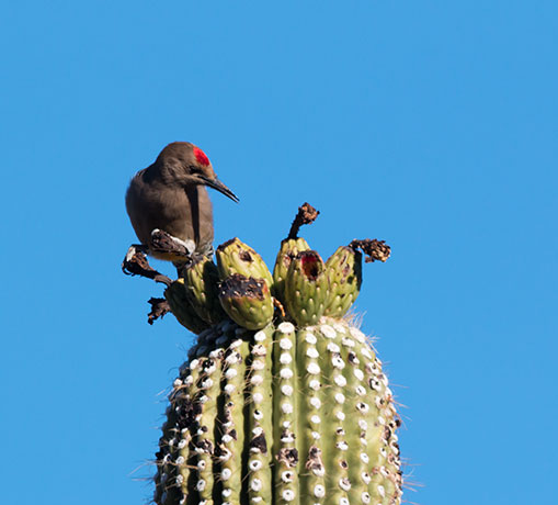 Gila Woodpecker Melanerpes uropygialis 