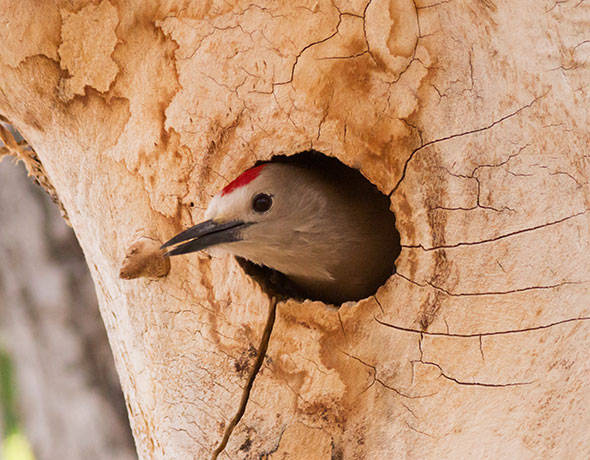 Gila Woodpecker Melanerpes uropygialis 