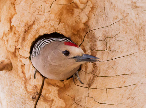 Gila Woodpecker Melanerpes uropygialis 
