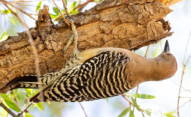 Gila Woodpecker Melanerpes uropygialis 