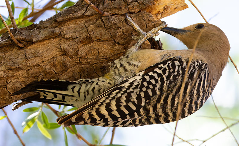 Gila Woodpecker Melanerpes uropygialis 