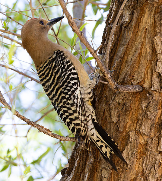 Gila Woodpecker Melanerpes uropygialis 