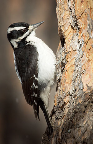 Hairy Woodpecker Picoides villosus 