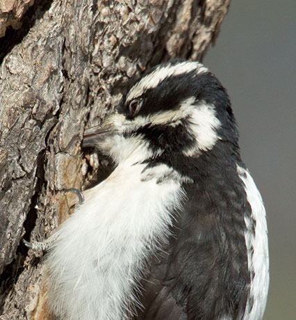 Hairy Woodpecker Picoides villosus 