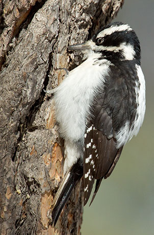 Hairy Woodpecker Picoides villosus 