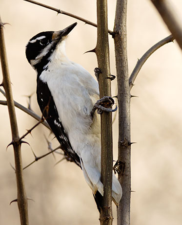 Hairy Woodpecker Picoides villosus 