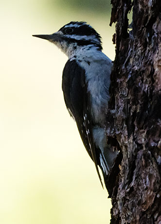 Hairy Woodpecker Picoides villosus 