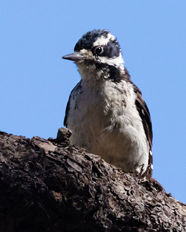 Hairy Woodpecker Picoides villosus 