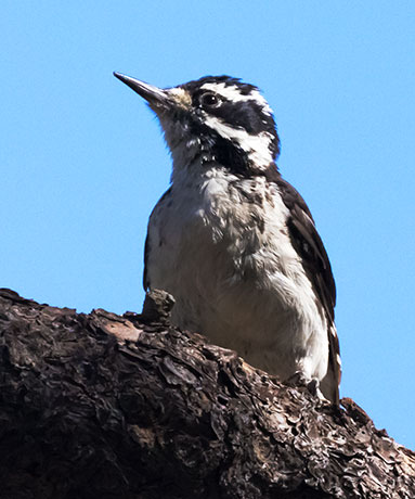 Hairy Woodpecker Picoides villosus 