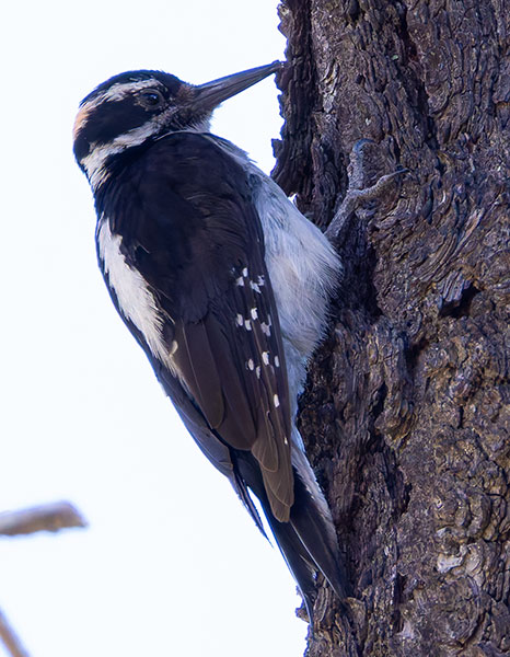Hairy Woodpecker Picoides villosus 