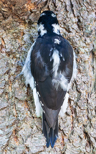 Hairy Woodpecker Picoides villosus 
