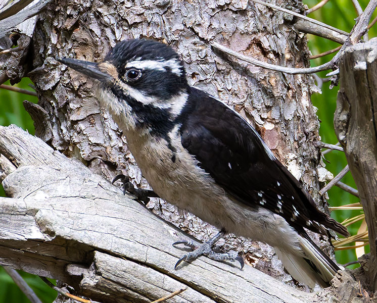 Hairy Woodpecker Picoides villosus 