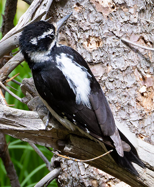 Hairy Woodpecker Picoides villosus 