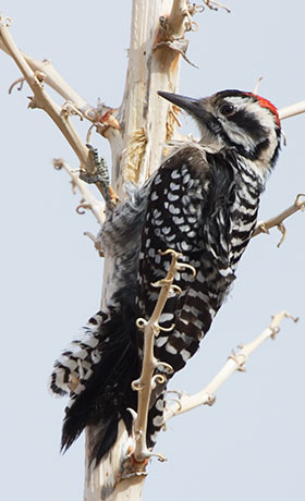 Ladder-backed Woodpecker Picoides scalaris