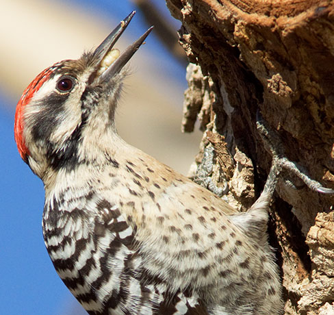 Ladder-backed Woodpecker Picoides scalaris