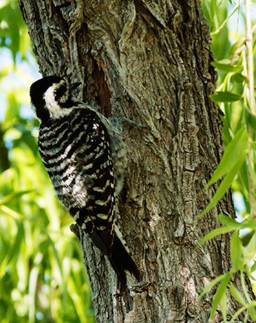 Ladder-backed Woodpecker Picoides scalaris