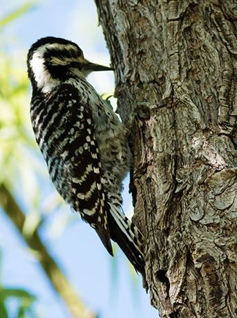 Ladder-backed Woodpecker Picoides scalaris