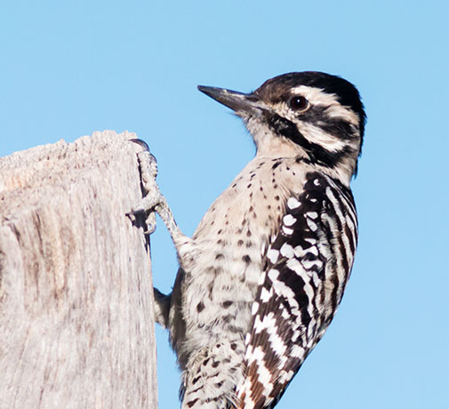 Ladder-backed Woodpecker Picoides scalaris