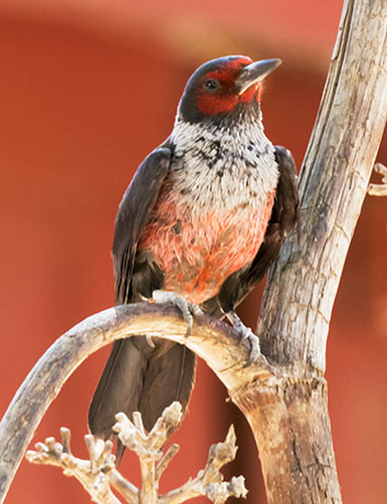 Lewis's Woodpecker Melanerpes lewis