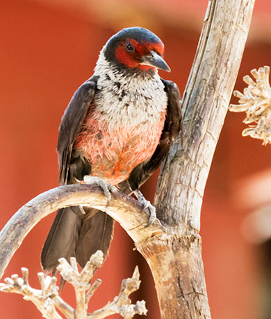 Lewis's Woodpecker Melanerpes lewis