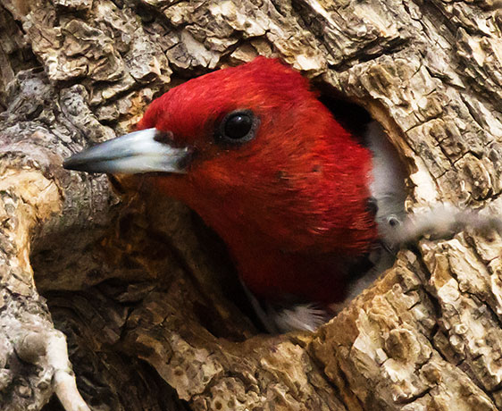 Red-headed Woodpecker Melanerpes erythrocephalus