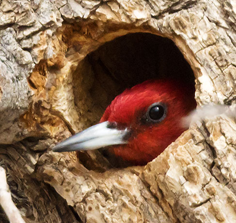 Red-headed Woodpecker Melanerpes erythrocephalus