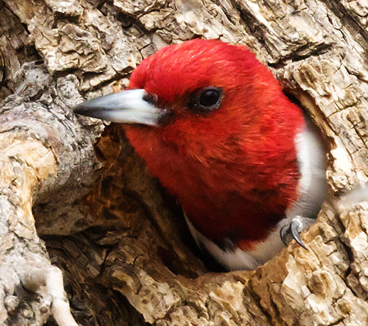 Red-headed Woodpecker Melanerpes erythrocephalus