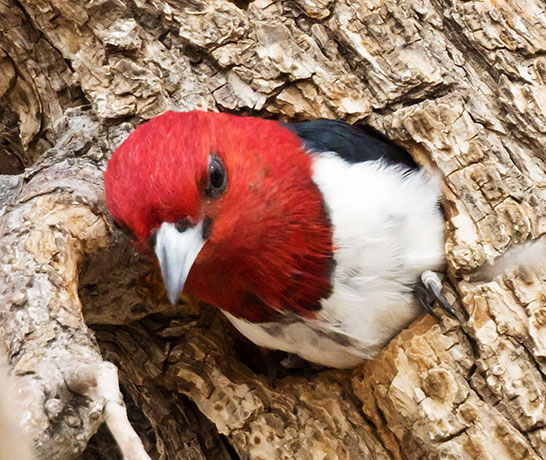 Red-headed Woodpecker Melanerpes erythrocephalus