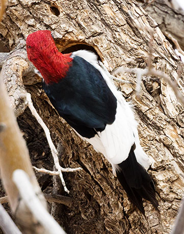 Red-headed Woodpecker Melanerpes erythrocephalus