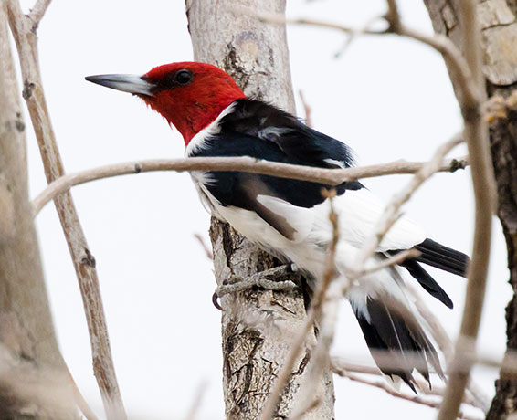Red-headed Woodpecker Melanerpes erythrocephalus