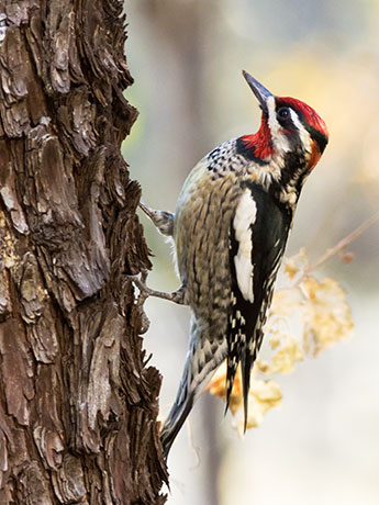 Red-naped Sapsucker Sphyrapicus nuchalis 