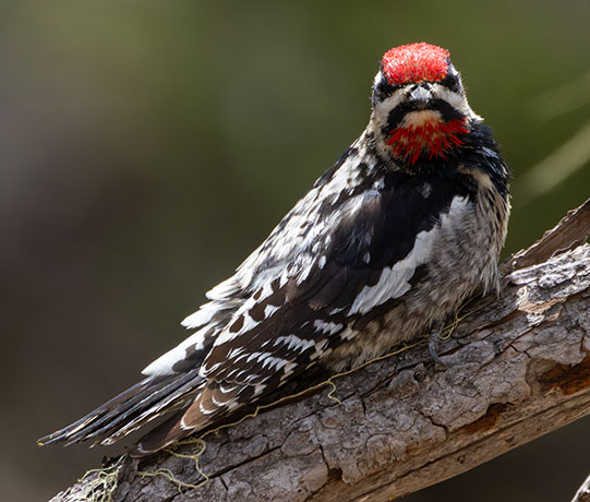 Red-naped Sapsucker Sphyrapicus nuchalis 