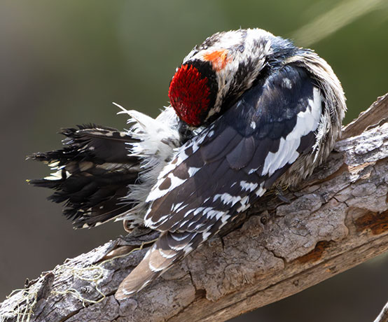Red-naped Sapsucker Sphyrapicus nuchalis 