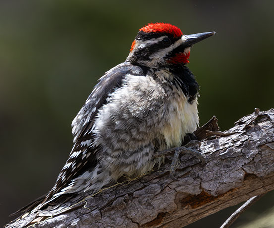 Red-naped Sapsucker Sphyrapicus nuchalis 