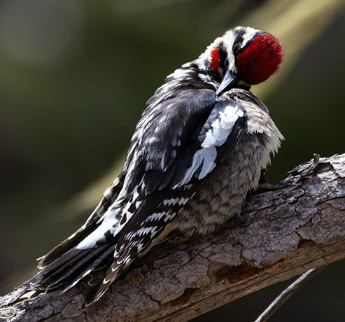 Red-naped Sapsucker Sphyrapicus nuchalis 