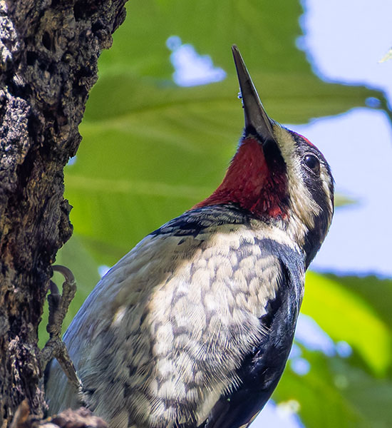 Red-naped Sapsucker Sphyrapicus nuchalis 