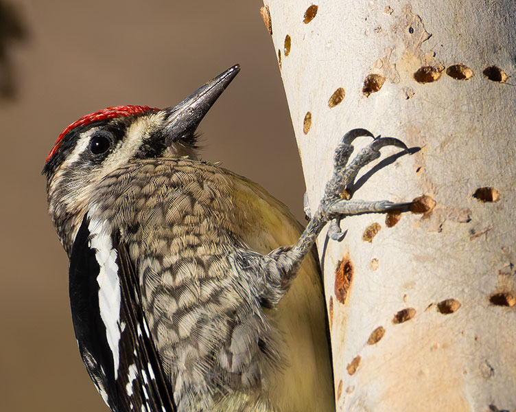 Red-naped Sapsucker Sphyrapicus nuchalis 