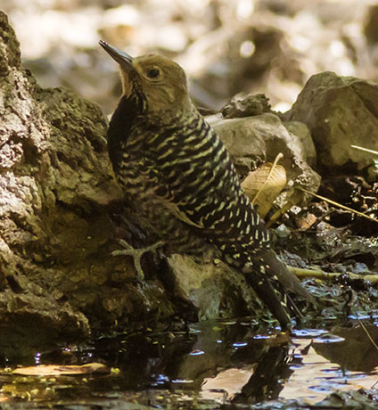 Williamson's Sapsucker Sphyrapicus thyroideus