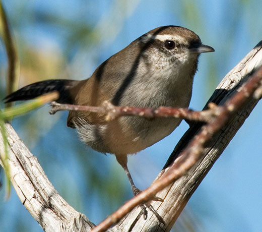 Bewick's Wren Thryomanes bewickii