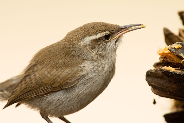Bewick's Wren Thryomanes bewickii